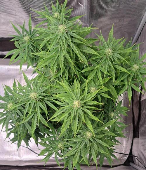 King of Kong. Week 7 - Day 48