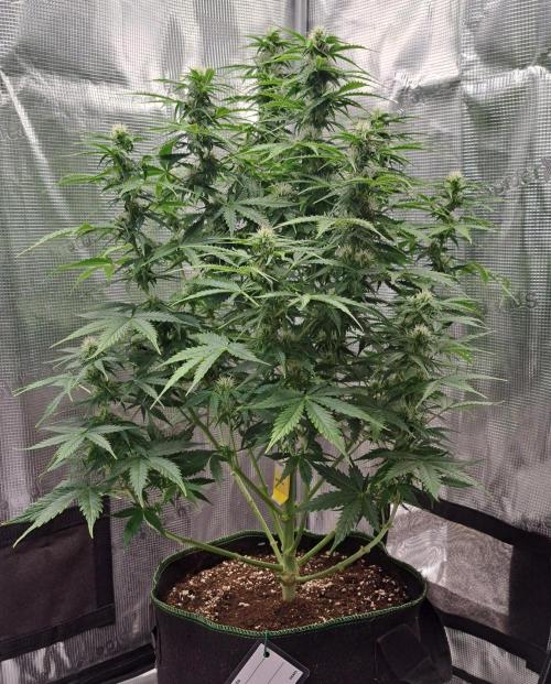 King of Kong. Week 7 - Day 48