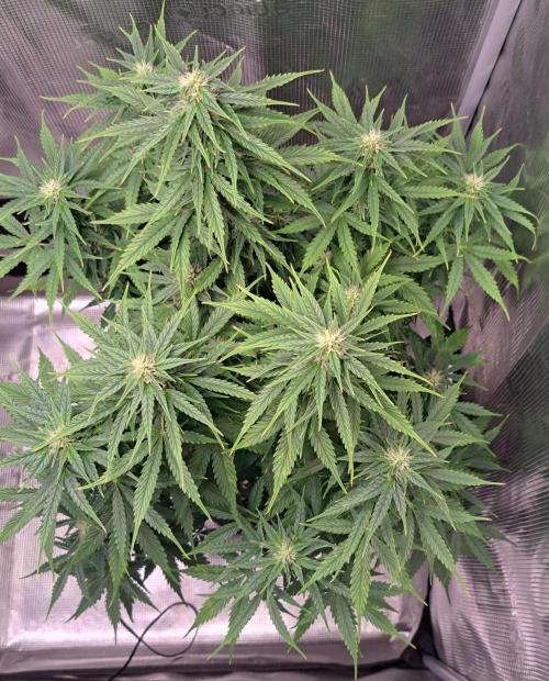 King of Kong. Week 7 - Day 49