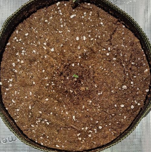 amIZIng Diesel. Week 1 - Day 1