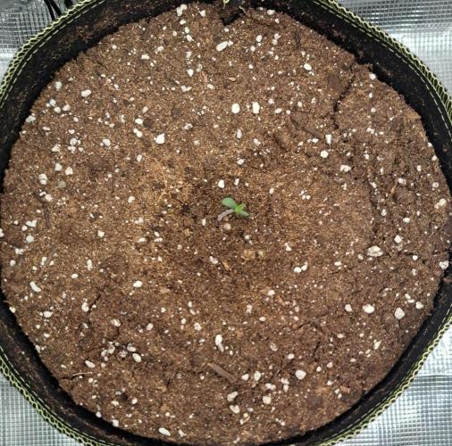 amIZIng Diesel. Week 1 - Day 2