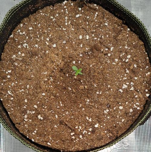 amIZIng Diesel. Week 1 - Day 3