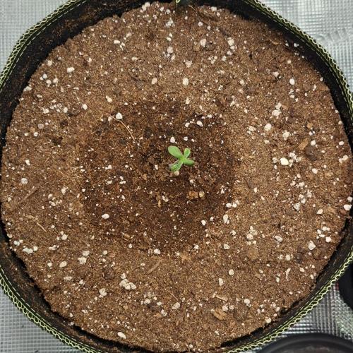 amIZIng Diesel. Week 1 - Day 4