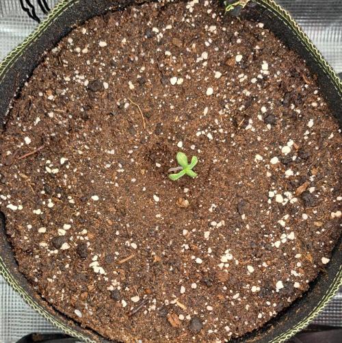 amIZIng Diesel. Week 1 - Day 5