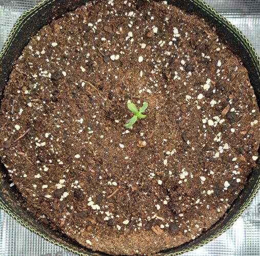 amIZIng Diesel. Week 1 - Day 6