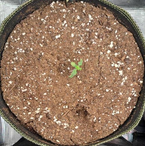 amIZIng Diesel. Week 1 - Day 7