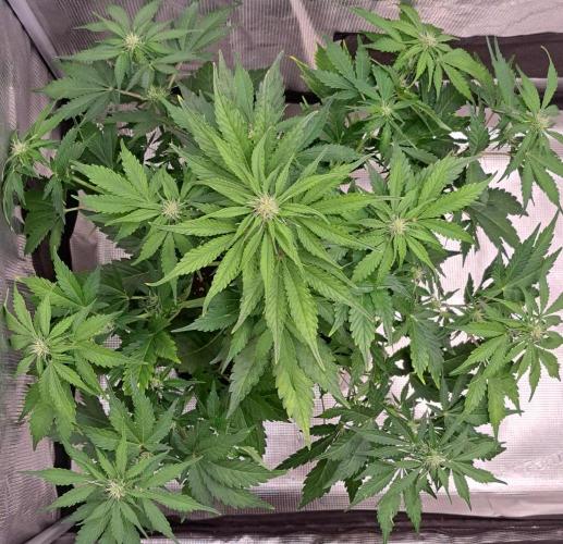 Dreams become purple. Week 6