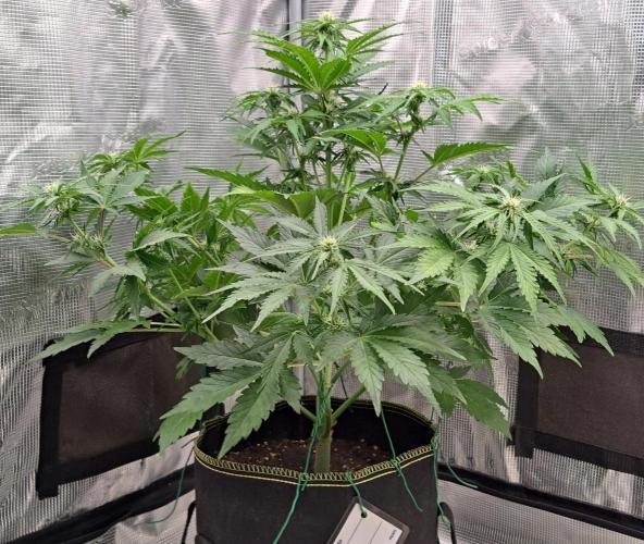 Dreams become purple. Week 6