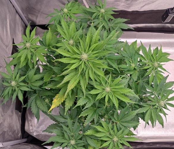 Dreams become purple. Week 6