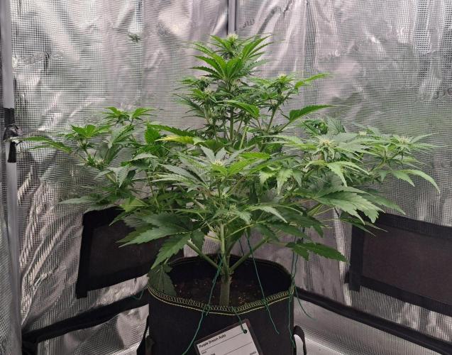 Dreams become purple. Week 6