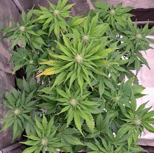 Dreams become purple. Week 6