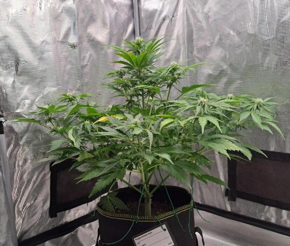 Dreams become purple. Week 6