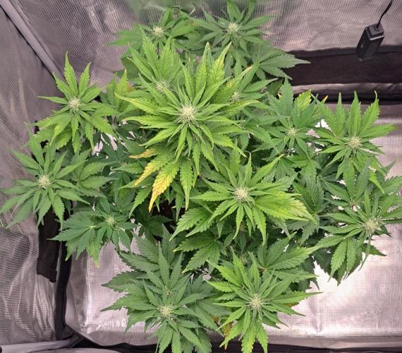 Dreams become purple. Week 6