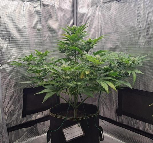 Dreams become purple. Week 6