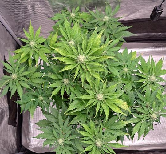 Dreams become purple. Week 6