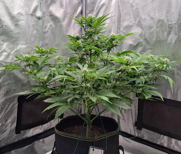 Dreams become purple. Week 6