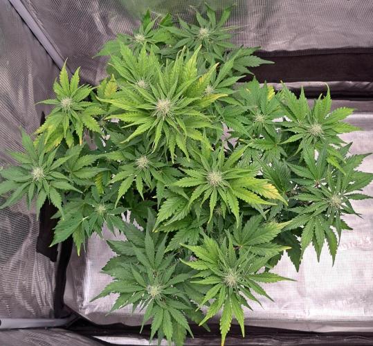 Dreams become purple. Week 6