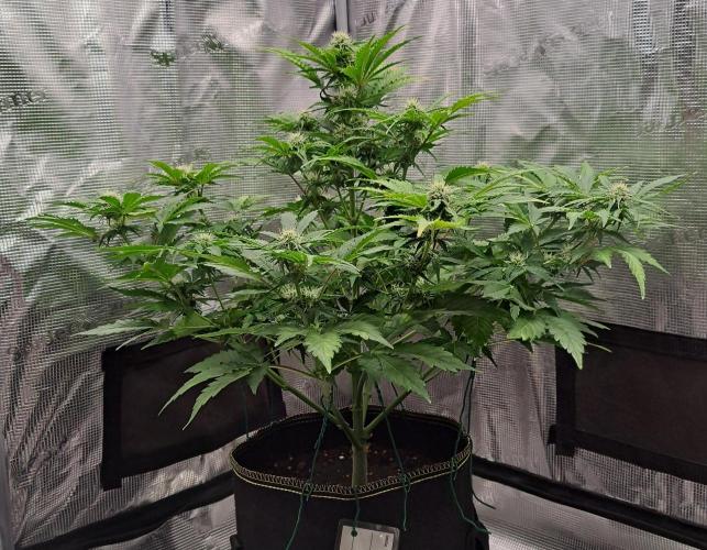 Dreams become purple. Week 6