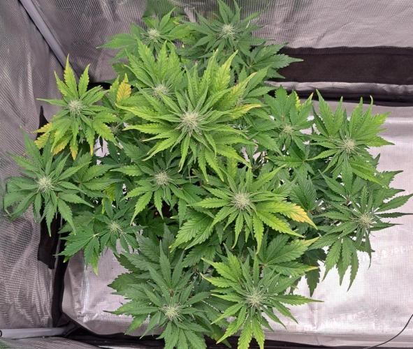 Dreams become purple. Week 6