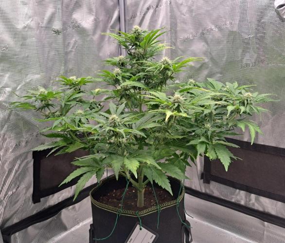 Dreams become purple. Week 6