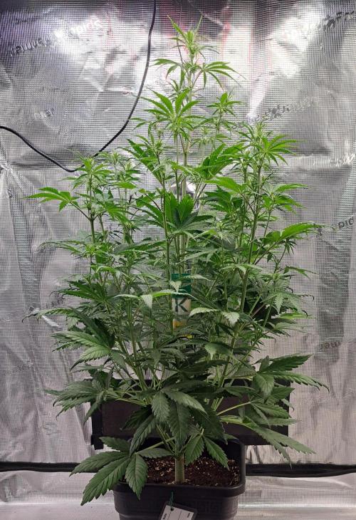 Little jealousy lady. Week 6 - Day 36