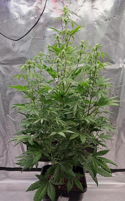 Little jealousy lady. Week 6 - Day 39