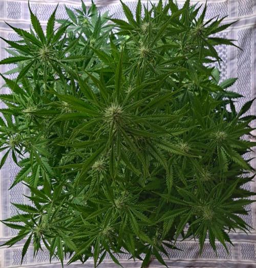 Little jealousy lady. Week 6 - Day 41