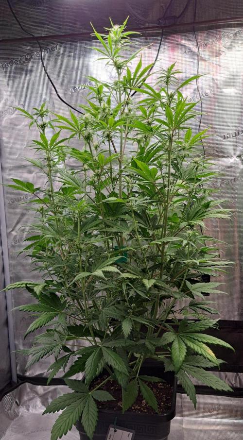 Little jealousy lady. Week 6 - Day 41