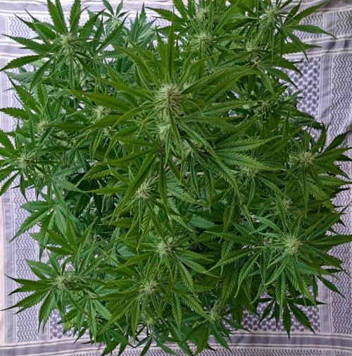 Little jealousy lady. Week 6 - Day 42