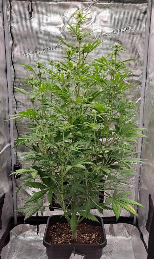 Little jealousy lady. Week 6 - Day 42