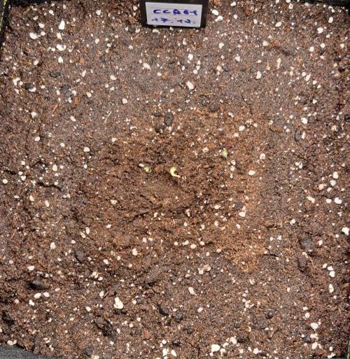 Coke for dessert. Week 1 - Day 1