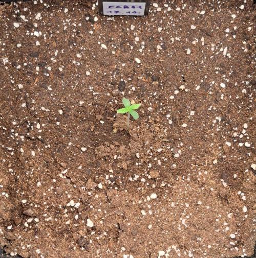 Coke for dessert. Week 1 - Day 4