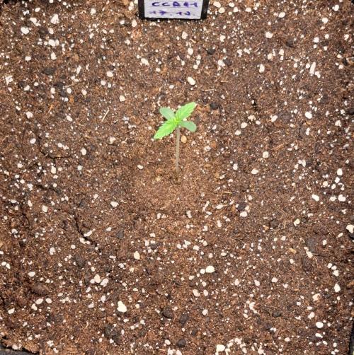 Coke for dessert. Week 1 - Day 5