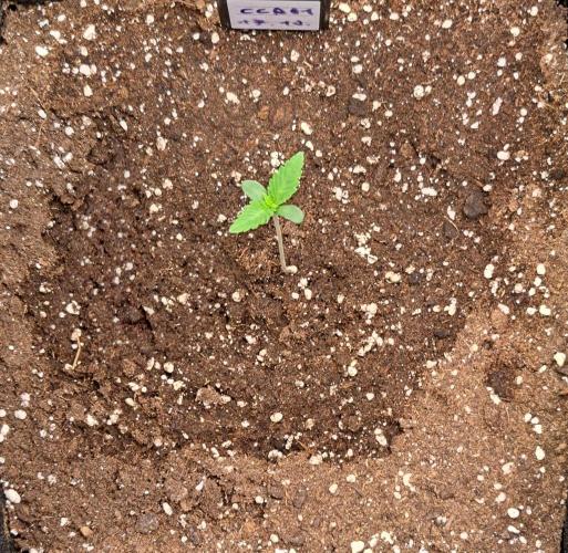 Coke for dessert. Week 1 - Day 6