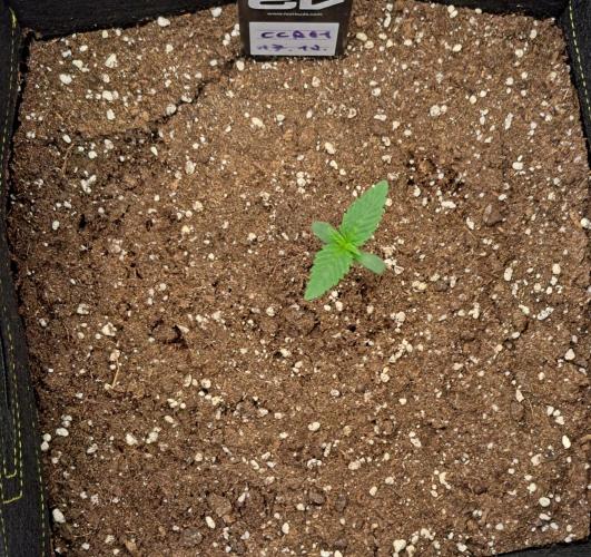 Coke for dessert. Week 1 - Day 7