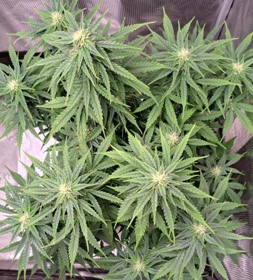 King of Kong. Week 8 - Day 50