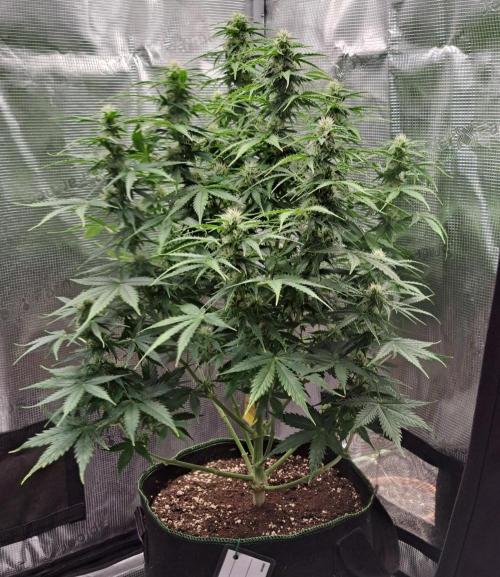 King of Kong. Week 8 - Day 50