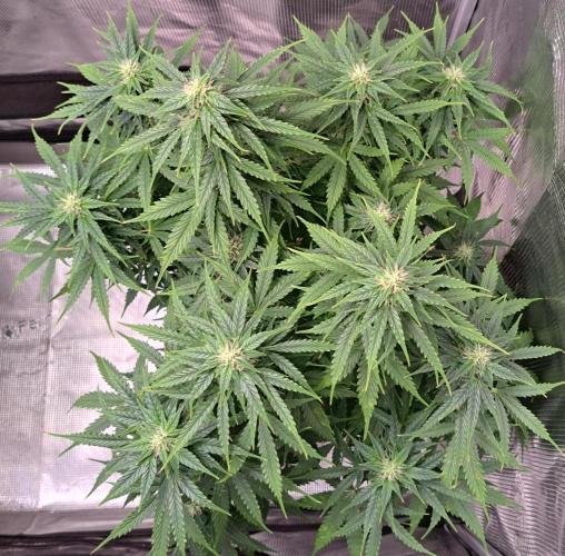 King of Kong. Week 8 - Day 51