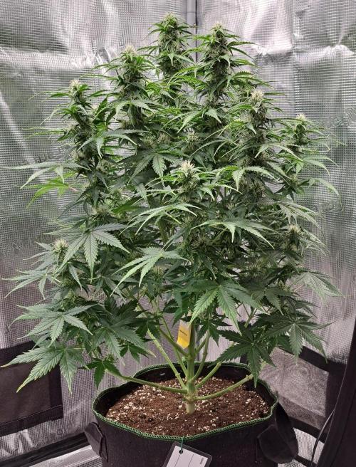 King of Kong. Week 8 - Day 51