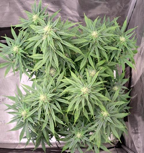 King of Kong. Week 8 - Day 52