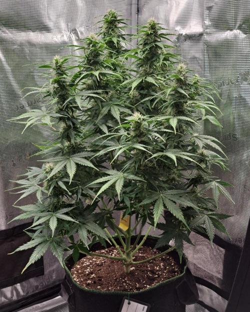 King of Kong. Week 8 - Day 52