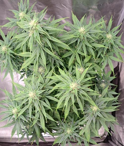 King of Kong. Week 8 - Day 53