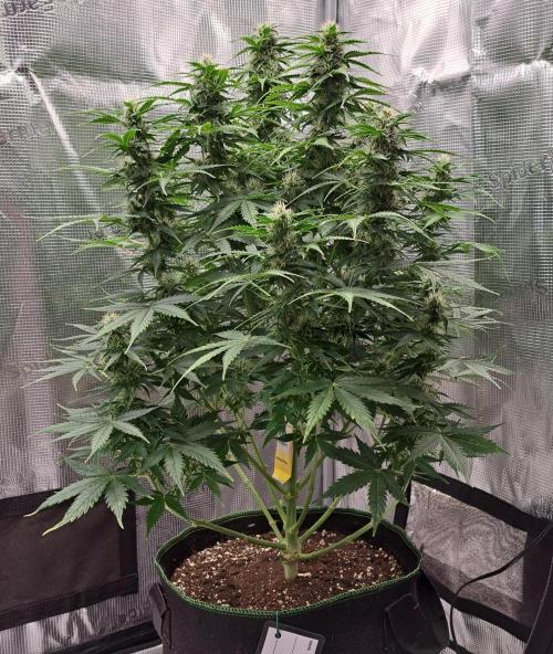 King of Kong. Week 8 - Day 53