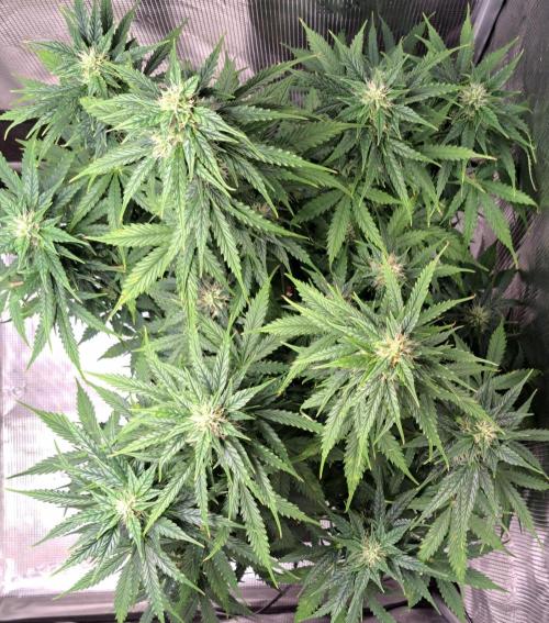 King of Kong. Week 8 - Day 54