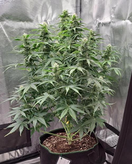 King of Kong. Week 8 - Day 54