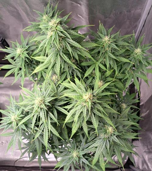 King of Kong. Week 8 - Day 55