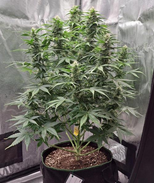 King of Kong. Week 8 - Day 55