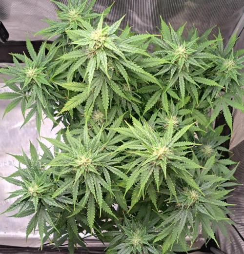 King of Kong. Week 8 - Day 56