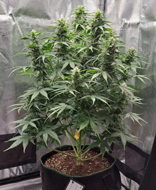 King of Kong. Week 8 - Day 56