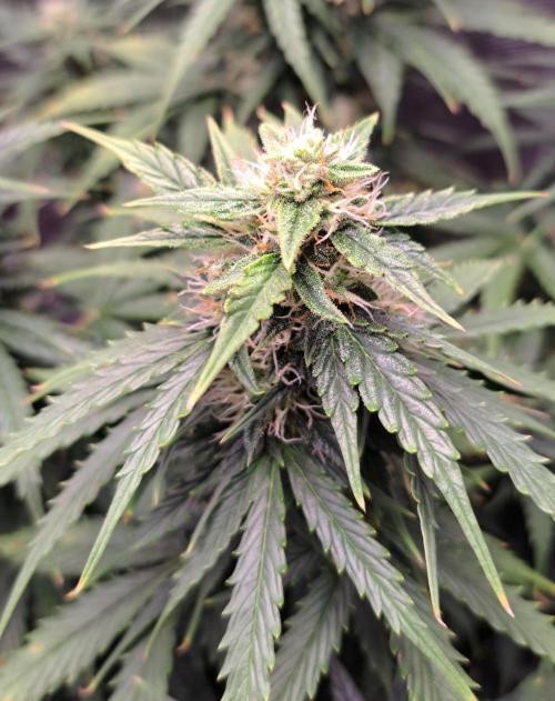 King of Kong. Week 8 - Day 56